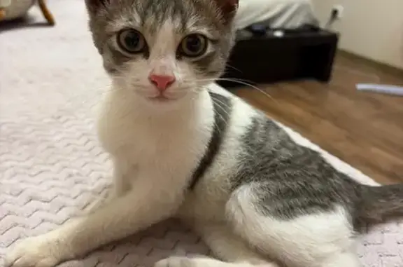 Найдена кошка, Ярославль, фото: Найдена кошка, Ярославль — серого цвета