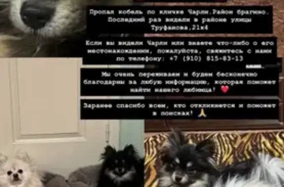 Пропала собака, Труфанова, Ярославль — чёрный с бело-бежевым подпалом, светлые бровки - photo