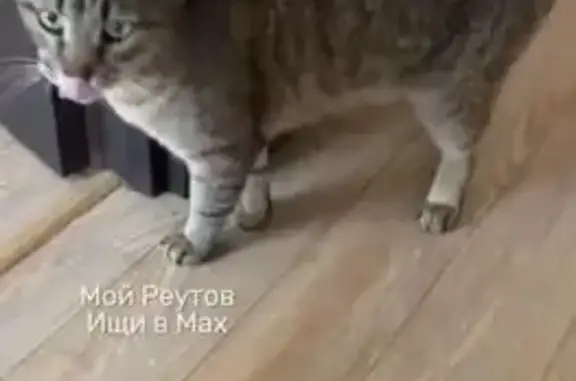 Найдена кошка, Реутов, фото: Найдена кошка, Реутов — молодой чистый котик, кастрирован