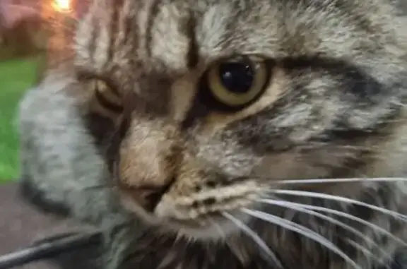 Найдена кошка, Казань, фото: Найдена кошка, Казань, Заслонова, д. 40 2 — серый окрас, ласковая