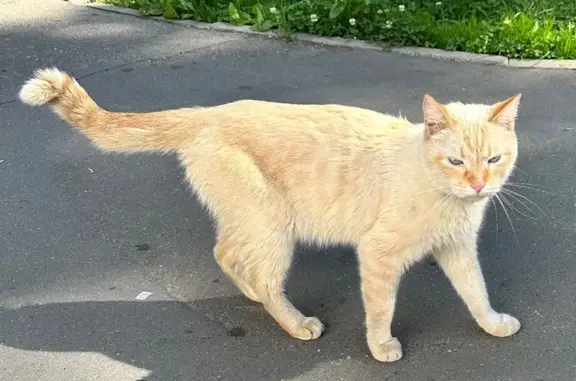 Найдена кошка, Москва, фото: Найдена кошка, Широкая, Москва — в ошейнике, кастрированный кот