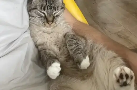 Найдена кошка, Калининград, фото: Найдена кошка, Район Ленинградский (г Калининград), Ю.Гагарина, д. 7, Калининград — окрас как на фото
