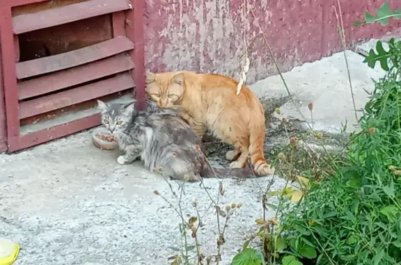 Найдена кошка, Кемерово, фото: Найдена кошка, Кемерово, Красная, д. 16 — серая, с котятами