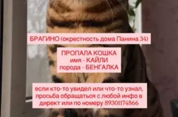 Пропала кошка, Ярославль, Панина, д. 34 — бенгальская кошечка - photo