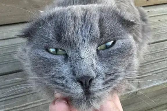 Кошка ищет дом, Чехов — ласковая, полностью серая, очень пушистая - photo