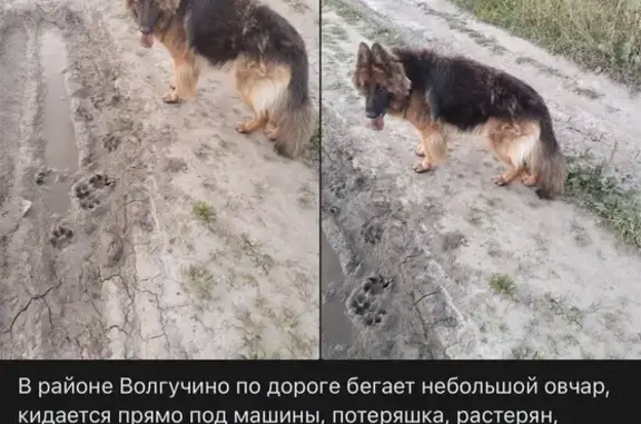 Пропала собака, Череповец, Нижегородская — немецкая овчарка, 4 года - photo