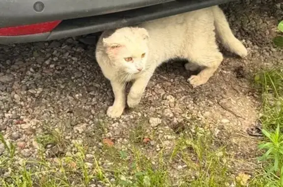 Найдена кошка, Раменское, фото: Найдена кошка, Поселок городского типа Удельная (г Раменское), Раменское — белая, не кастрирована, глаза жёлтые