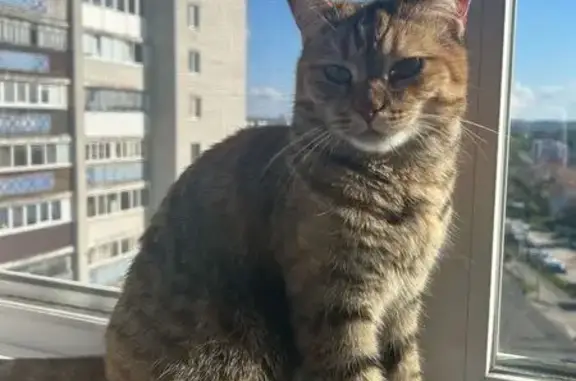 Пропала кошка, Дружбы, д. 5, Брянск — многоцветная, отзывается на Бусинку - photo