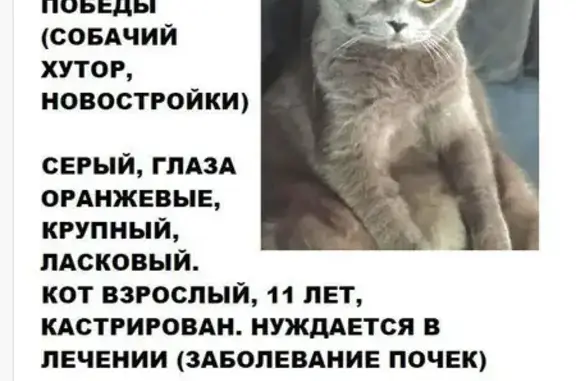Пропала кошка, Победы, д. 65, Россошь — серого цвета, вислоухая, отзывается на имя Пушок - photo