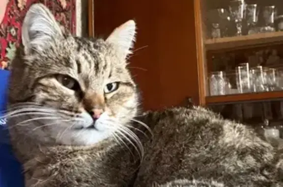 Пропала кошка, Таганрог, Ломоносова, д. 125 — нет верхнего левого клыка - photo