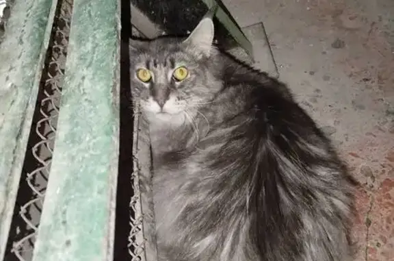 Найдена кошка, Тула, фото: Найдена кошка, Тула, Металлургов, д. 62 — черно-дымчатая, с белым пятном вокруг носика
