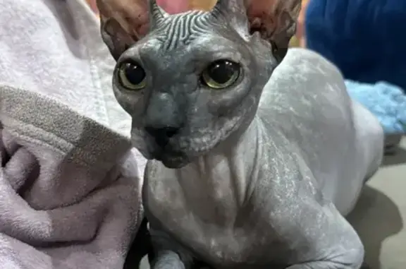Пропала кошка, Миллерово, Колхозная — канадский сфинкс, серого цвета - photo