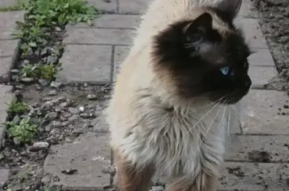 Пропала кошка, СНТ Дружба, д. 4, Богородицк — на ушке родинка - photo