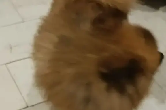 Найдена собака, Пермь, фото: Найдена собака, Норильская, д. 8, Пермь — без клейма