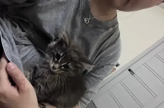 Найдена кошка, Пенза, фото: Найдена кошка, Район Железнодорожный (г Пенза), Измайлова, д. 46, Пенза — котёнок, на вид около 3 месяцев