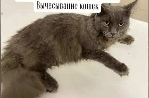 Пропала кошка, Бугуруслан — мейн-кун, тёмно-серого окраса, кастрирован - photo