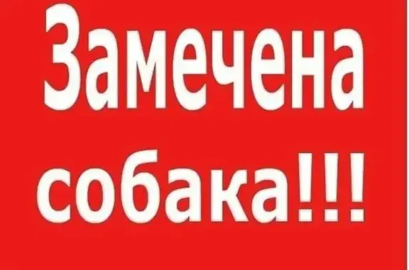 Найдена собака, Видное, фото: Найдена собака, Деревня Калиновка (г Видное), Видное — очень крупная, фенотип овчарка