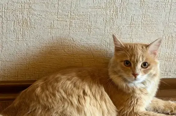 Найдена кошка, Улан-Удэ, фото: Найдена кошка, Район Октябрьский (г Улан-Удэ), Жердева, д. 40А, Улан-Удэ — рыжая, ласковая, игривая