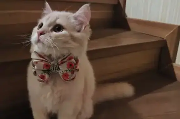 Пропала кошка, Светлая, Краснодар — котик ласковый и общительный - photo
