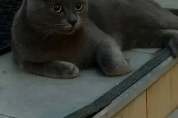 Найдена кошка, Королёв, фото: Найдена кошка, Королёв, Полевой, д. 4 — дымчатая, очень ручная