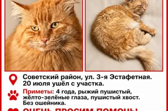 Пропала кошка, Ростов-на-Дону, 3-я Эстафетная — рыжий пушистый кот Коржик - photo