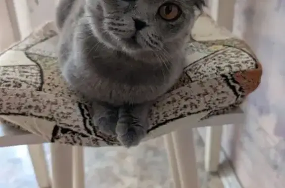 Найдена кошка, Голицыно, фото: Найдена кошка, Голицыно, Мира — молодая шотландская вислоухая, стерилизована