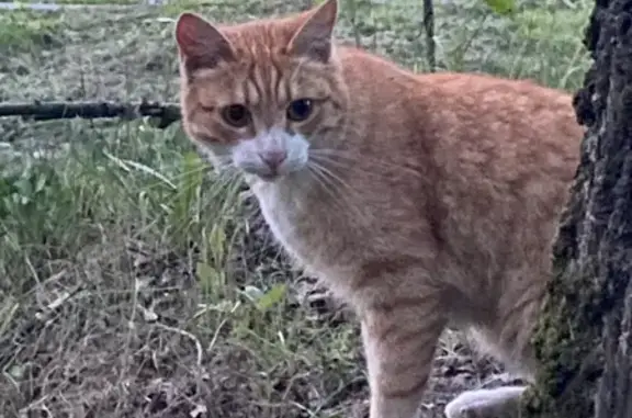 Найдена кошка, Ярославль, фото: Найдена кошка, Ярославль, Тутаевское, д. 99, Ярославль — пугливая, с зелёным ошейником