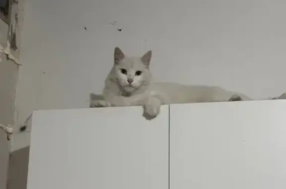 Пропала кошка, ул. Безыменского, 1, Владимир - photo