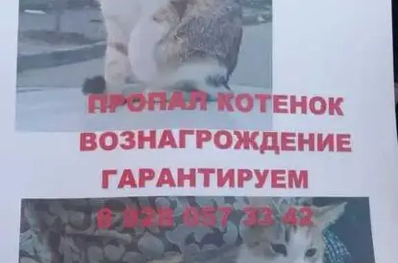Кошки потеряшки, Махачкала, фото: Потеряшка кошка, Район Ленинский (г Махачкала), Лаптиева, д. 11, Махачкала — трёхцветная