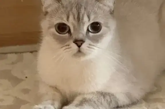 Пропала кошка, Щусева, Великий Новгород — вислоушка, небольшая кошечка - photo