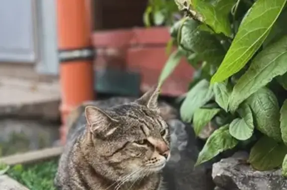 Пропала кошка, Поселок Металлплощадка, Зеленая, д. 80, Металлплощадка — ярко-зелёный ошейник с адресником - photo