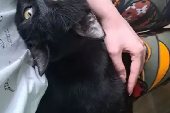 Пропала кошка, Ростов-на-Дону, Нансена, д. 217 — очень ласковая, сидит на руках - photo