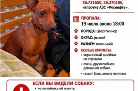 Пропала собака, Территория автодорога Москва-Санкт-Петербург (деревня Кошелево), Редкино — кличка Дора, рыжая, короткий хвост - photo