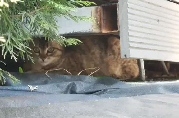 Найденные животные Пенза, фото: Найдена кошка, Пенза, Бородина — котёнок-мальчик 3–4 месяца