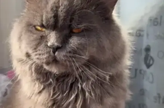 Пропала кошка, Ярцево, Металлургов, д. 23 — британский кот, 9 лет - photo
