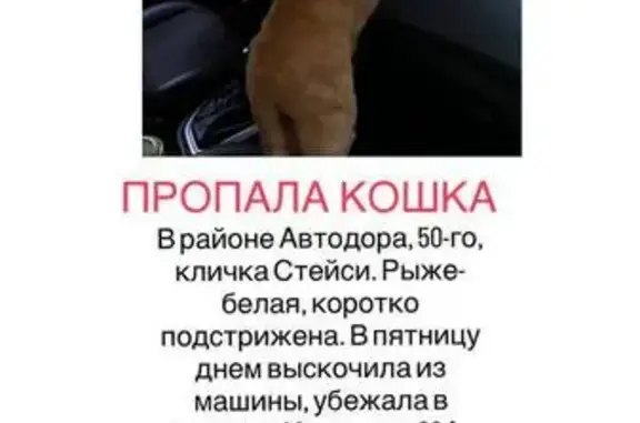 Пропала кошка, Кызыл, Калинина, д. 24а — коротко подстрижена, округлая шерсть на кончике хвоста - photo