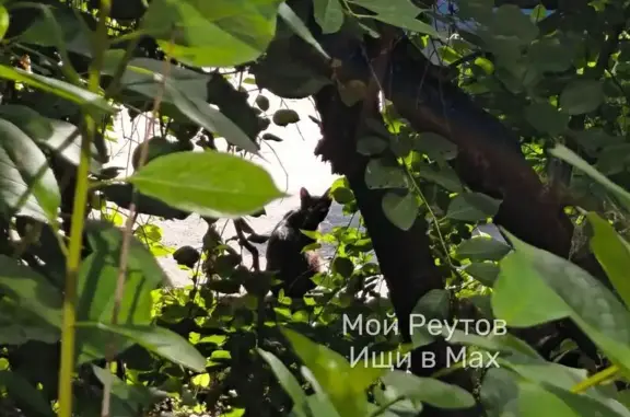 Кошка ищет дом, Лесная, д. 10, Реутов — котёнка можно выбрать - photo