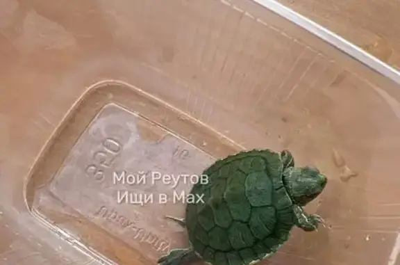 Поиск домашних животных, фото: Другой ищет дом, Реутов