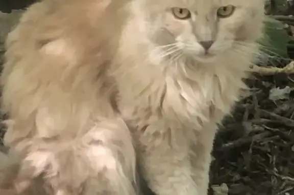 Найдена кошка, Подольск, фото: Найдена кошка, Маштакова, Подольск — персикового цвета, вислоухая