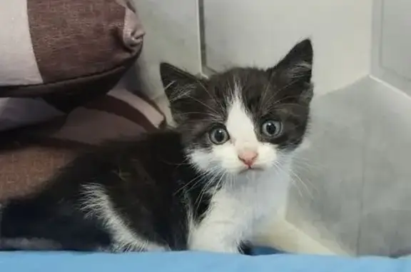 Найдена кошка, Прокопьевск, фото: Кошка ищет дом, Прокопьевск, Пионерская, д. 52 — ласковый, игривый котёнок, мальчик