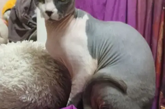 Пропала кошка, Село Осыпной Бугор, Осыпной Бугор — серо-белая, зелено-жёлтые глаза, недавно стала мамой - photo