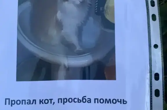 Пропала кошка, Академика Королева, Уфа - photo