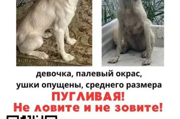 Пропала собака, Район Строгино (г Москва), Твардовского, д. 29 1, Москва — метис лабрадора, девочка, пугливая - photo