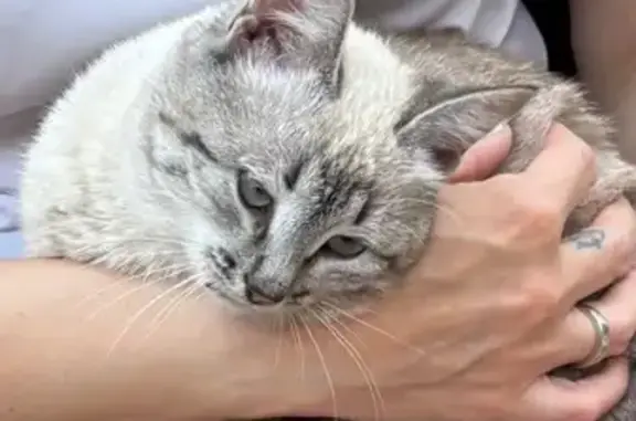 Найдена кошка, Энгельс, фото: Найдена кошка, Энгельс, Ломоносова, д. 7 — домашняя, серая в полосочку, голубые глаза