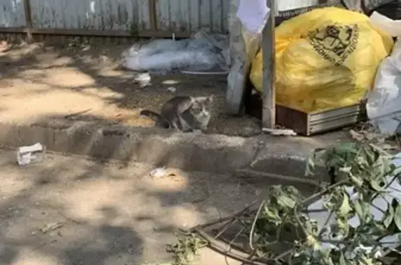 Найденные животные Иваново, фото: Найдена кошка, Поэта Майорова, Иваново