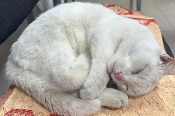 Найденные животные Иваново, фото: Найдена кошка, Иваново, Панина, д. 19 — возрастная, абсолютно белая, домашняя