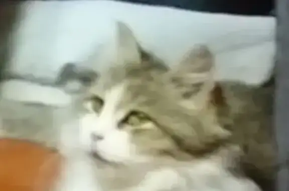 Найдена кошка, Самолетная, Оренбург — домашняя, чистая - photo