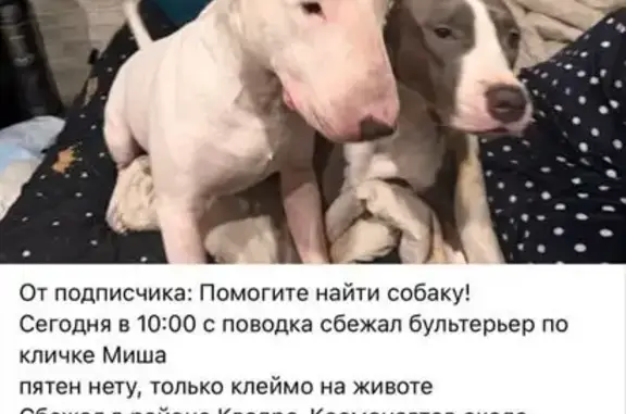 Пропала собака, Квадро-Космонавтов, Ростов-на-Дону — полностью белый, клеймо на животе - photo