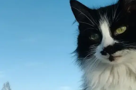 Пропала кошка, Помары, Марий Эл - чёрно-белая окрас - photo