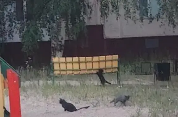 Найдена кошка, Сургут, фото: Кошка ищет дом, Сургут, Островского, д. 21 — мама с пятью котятами